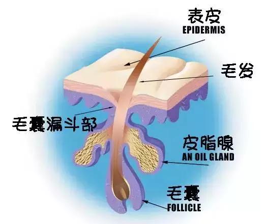 为什么你的毛孔会又黑又大,毛孔粗大怎么办方法其实很简单