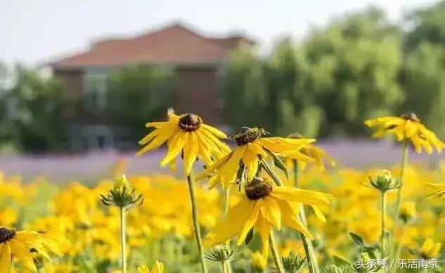 南京是一座很美的城市,南京最让人震撼的城市