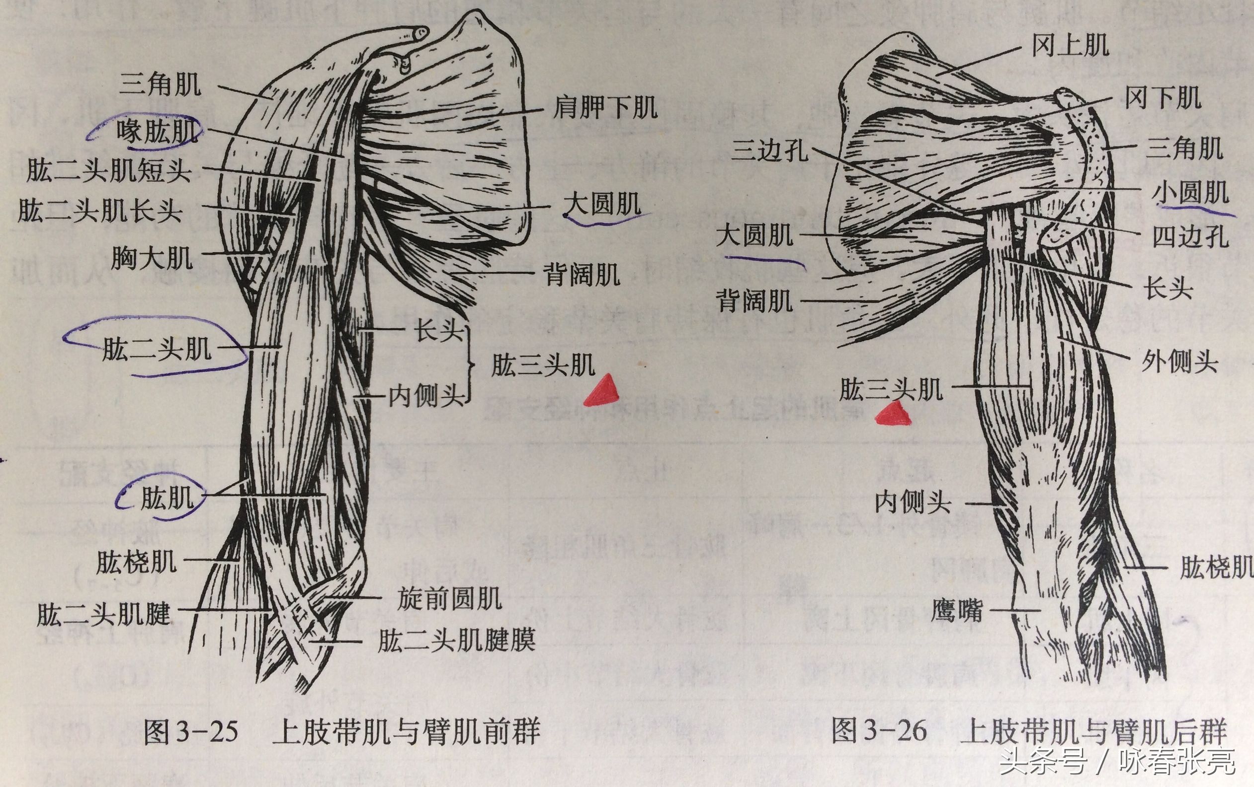 如何修炼咏春拳内劲,咏春拳的杀伤力在哪