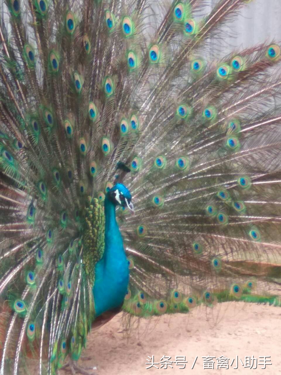 养鸡三年赚钱吗,养鸡赚钱不再愁