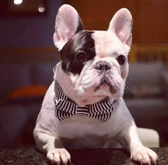 5000多买的狗发现是假的,在网上买的狗到底是什么狗