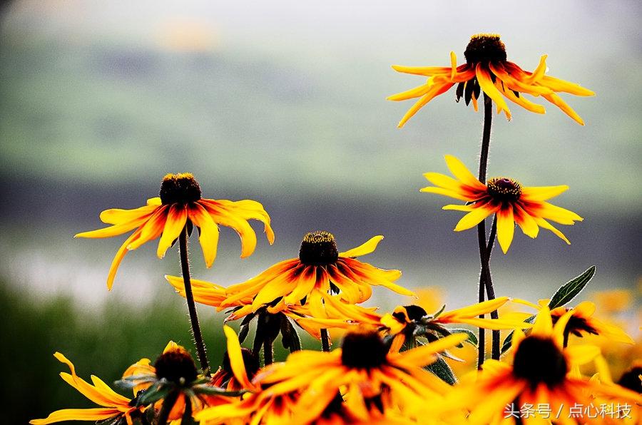 和向日葵相似的是什么花,长得像向日葵一样小小的花