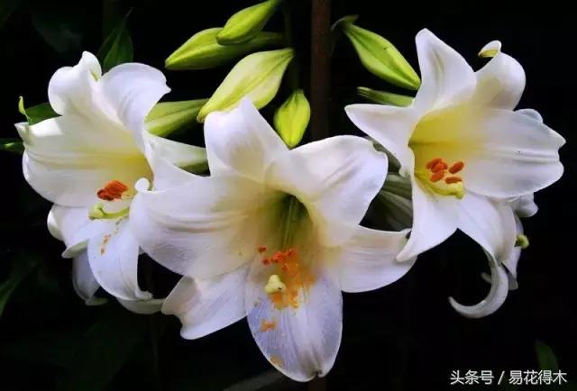 地栽百合花种球会自己繁殖吗,百合花的栽培视频