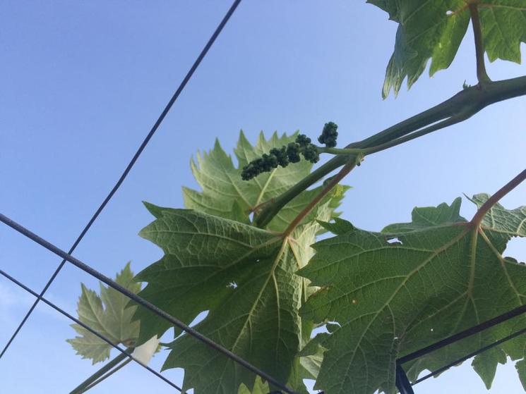 七星女王葡萄的优点和缺点,七星女皇葡萄简介