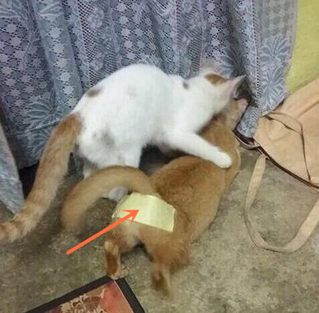 家里的两只猫都是公的咋办,家里两只猫怎么处理好