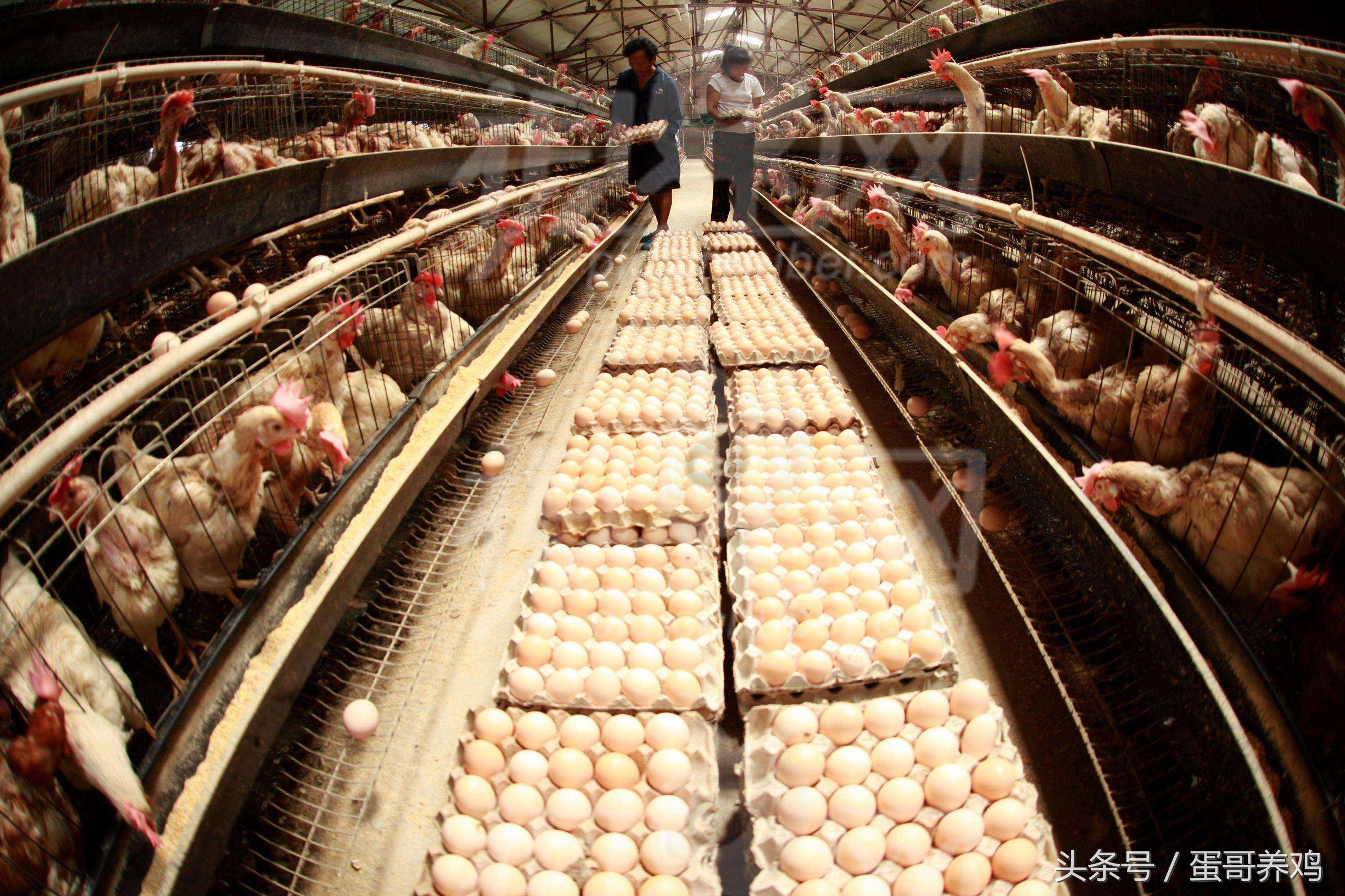 鸡突然抬不起头什么病,养鸡站立不稳是什么原因