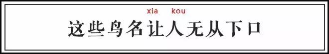 古代有什么奇特的鸟,中国古代怪鸟