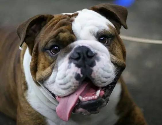 英国斗牛犬的饲养方法,英国斗牛犬的特点和性格特征