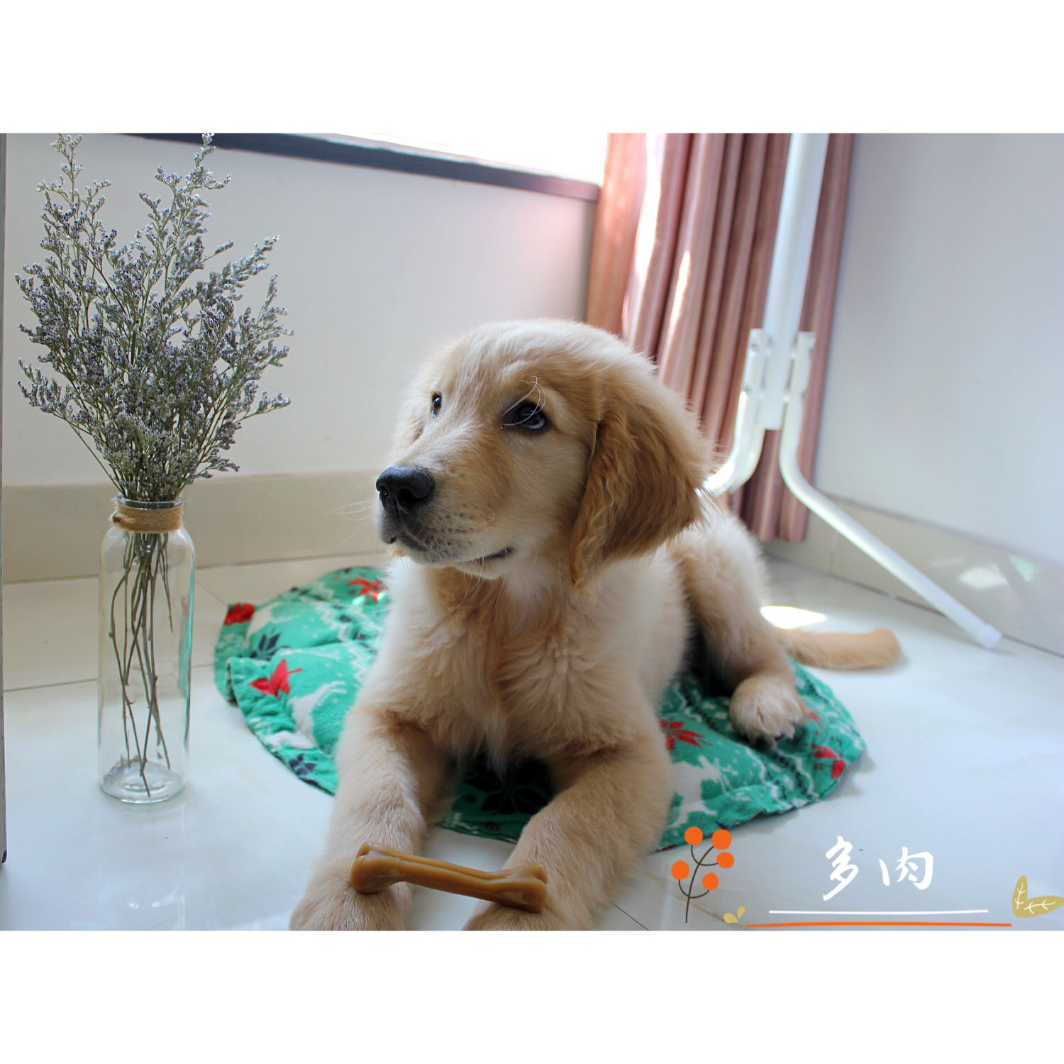 九个小妙招挑选金毛,金毛训练教程18个技巧