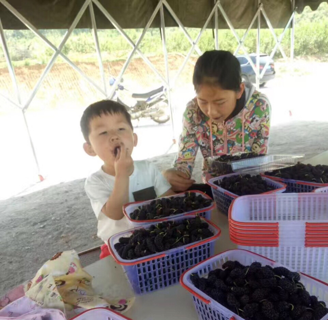 采摘园摘桑葚吃,桑椹采摘园吃桑椹