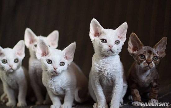 八大珍稀猫,十大名贵猫大黑猫多少钱