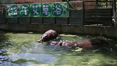 端午节河马夫妇享受浪漫艾草浴，你们端午在干什么？