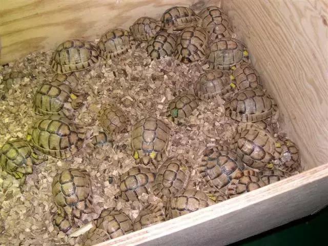 它被人冠以“小安格”的名号,却比真的安哥更金贵