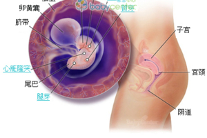 正常分娩的三个产程题目,第三产程完整版
