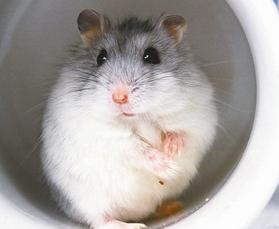 不小心把仓鼠害死了,小仓鼠吃什么对身体好