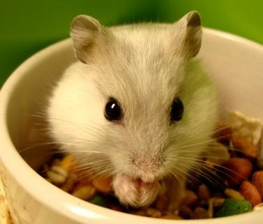 养仓鼠防止仓鼠生病,怎么照顾仓鼠仓鼠要注意哪些