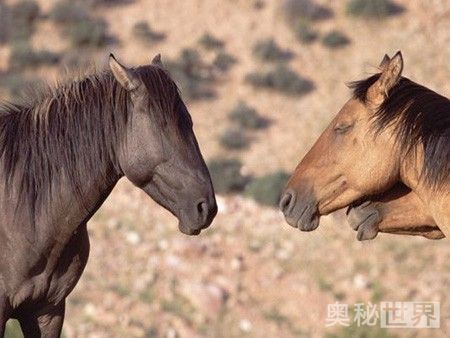 动物是怎么睡觉的教学,动物怎样睡觉的图片
