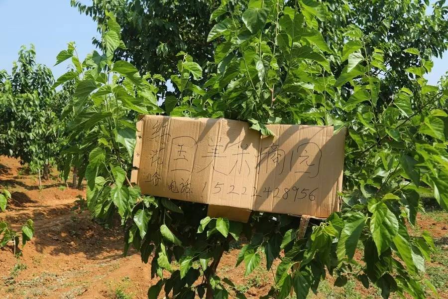 桑葚园采摘技巧,蓟州白桑葚鲜果