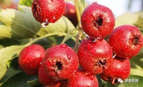 每日食品安全播报,郑州食品药品