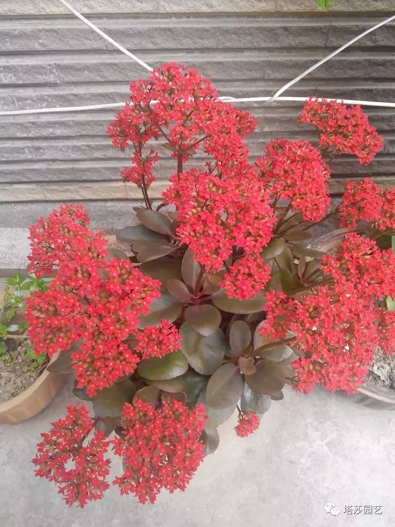 小城花事，泥土中滋生的花园梦