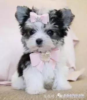 最可爱茶杯犬,16只茶杯犬