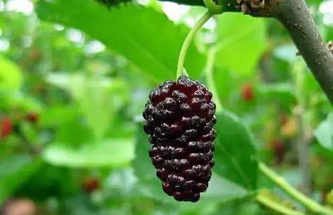 桑果酒配方大全,桑葚养生酒配方