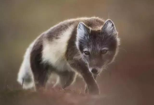 自然传奇北极狐,自然传奇北极企鹅