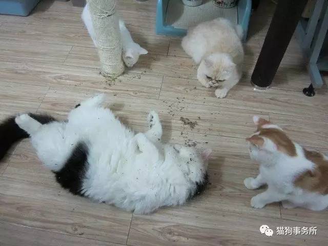 爱吃猫薄荷的喵星人,喵星人遇到猫薄荷