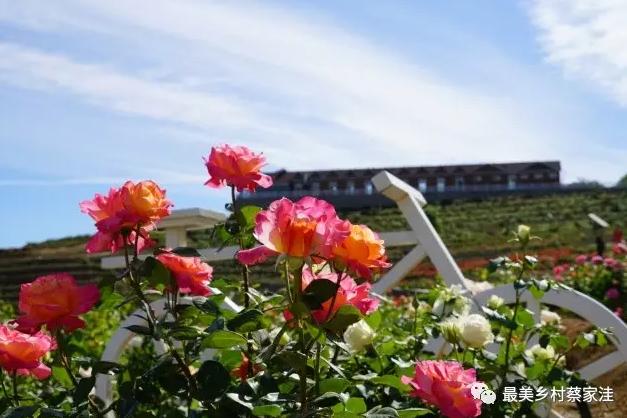 北京月季花十里花海在什么地方,月季花海等你来赏2018北京