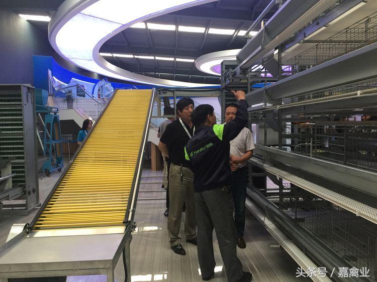 田瑞，温柔了养鸡岁月，雕刻了奋斗时光