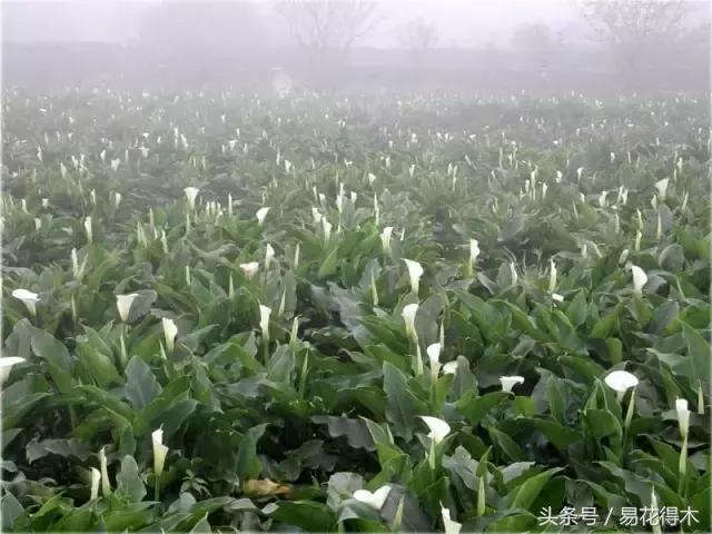 马蹄莲花怎么养护和浇水,如何让马蹄莲一年四季都活着