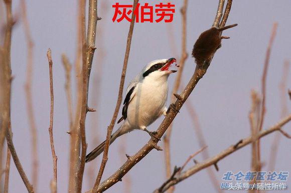 伯劳饲养对人体有什么危害,伯劳幼鸟怎么养