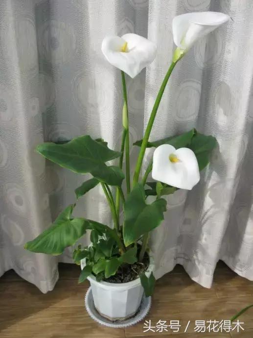 马蹄莲花怎么养护和浇水,如何让马蹄莲一年四季都活着