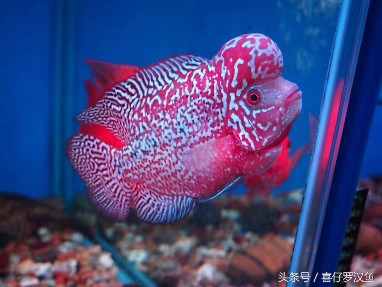 罗汉鱼有水霉病怎么办,罗汉鱼的水霉病怎么治疗