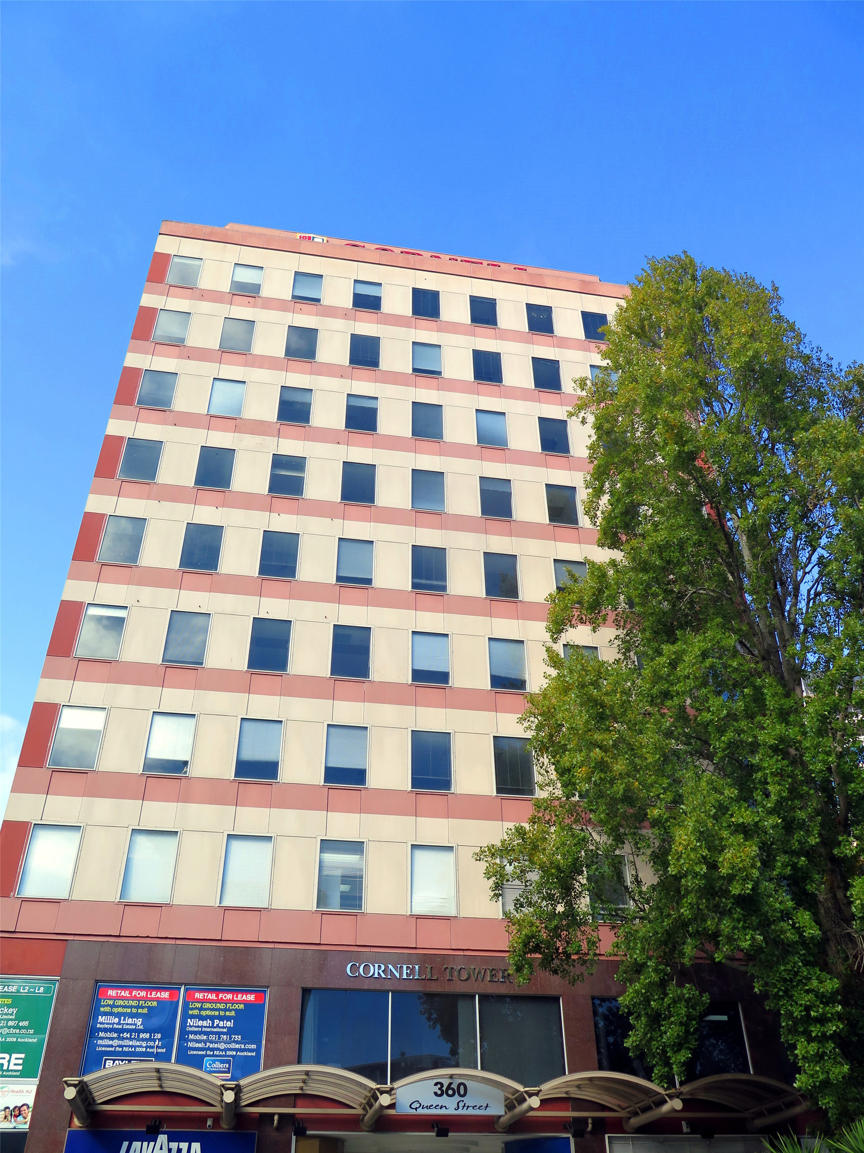 绵羊国,绵羊新西兰代购