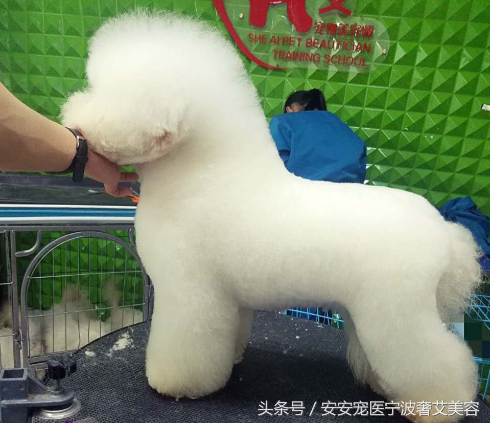 宠物美容师想法,宠物美容师难学吗