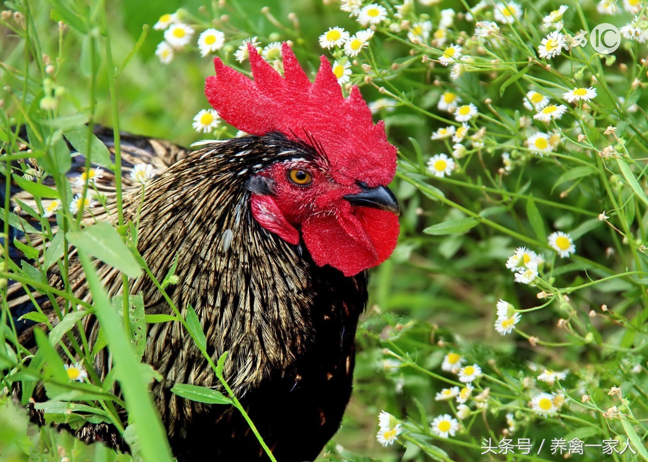 养鸡用什么添加剂长得快,养鸡巧用增蛋药