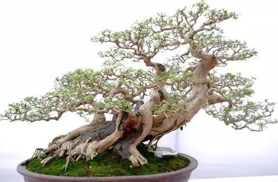 瞎指挥中层如何沟通,如何应对领导的十二条黄金要诀