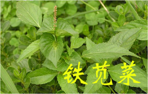 农村常见的43种中草药,农村常见却被忽略的草药