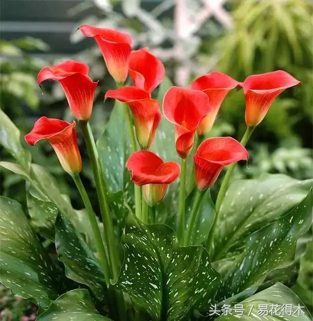 马蹄莲花怎么养护和浇水,如何让马蹄莲一年四季都活着