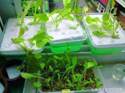 阳台花盆种一次吃一年的蔬菜,种一个阳台水培蔬菜