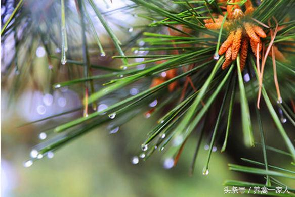 养鸡用什么添加剂长得快,养鸡巧用增蛋药