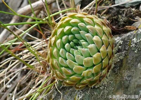 嘴馋了，摘盆花儿来尝尝，第一盆花卉佳肴就闻所未闻