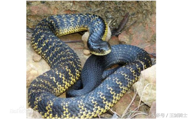 世界十大毒蛇排行榜前十名有哪些,世界十大毒蛇排行榜泰坦蟒