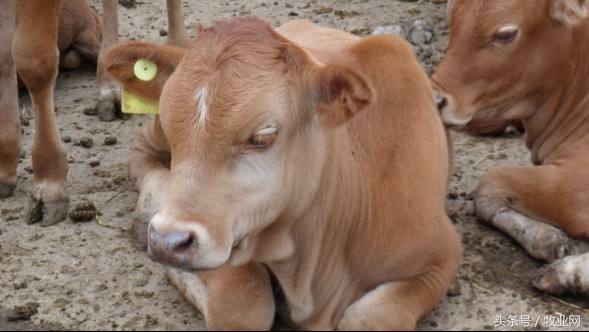 养殖肉牛应该养多大的牛,养殖牛小妙招最火视频