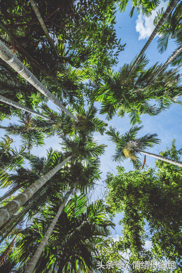 三亚美高梅度假酒店附近景点,三亚美高梅度假酒店日落