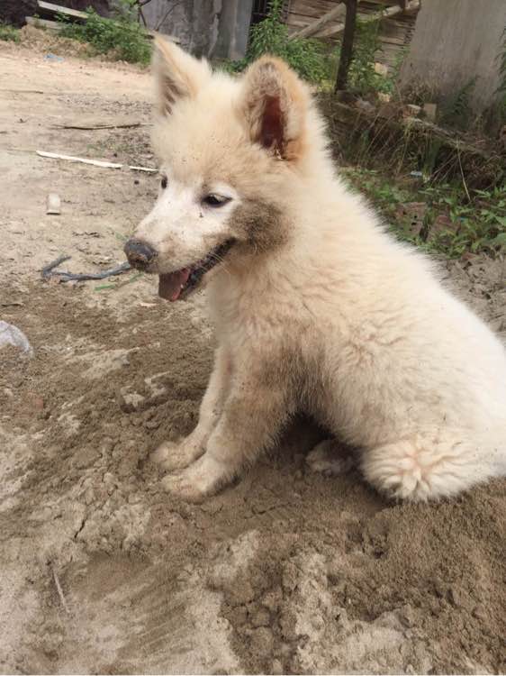 养了之后才明白,这狗除了笑起来好看以外,跟哈士奇没啥区别