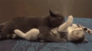 如果抓住猫的尾巴猫会怎么反应,不小心踩到猫咪的尾巴了