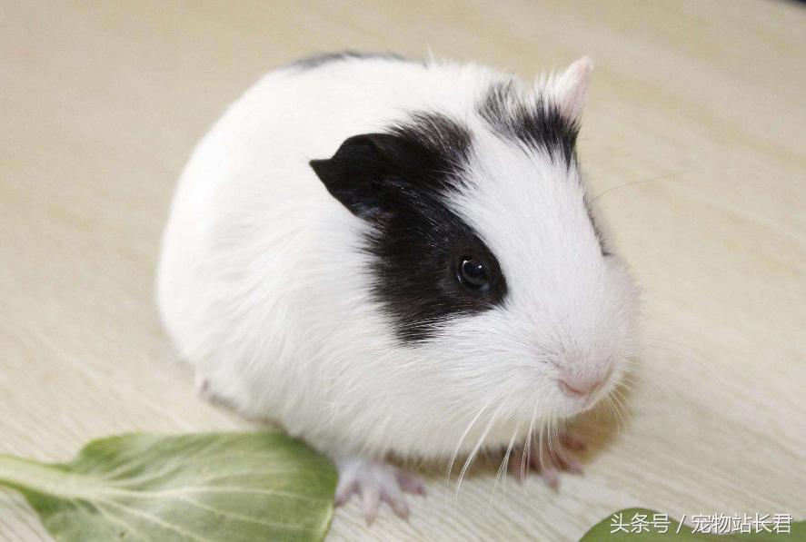 便宜好养的宠物荷兰猪,怎么给荷兰猪挑选笼子