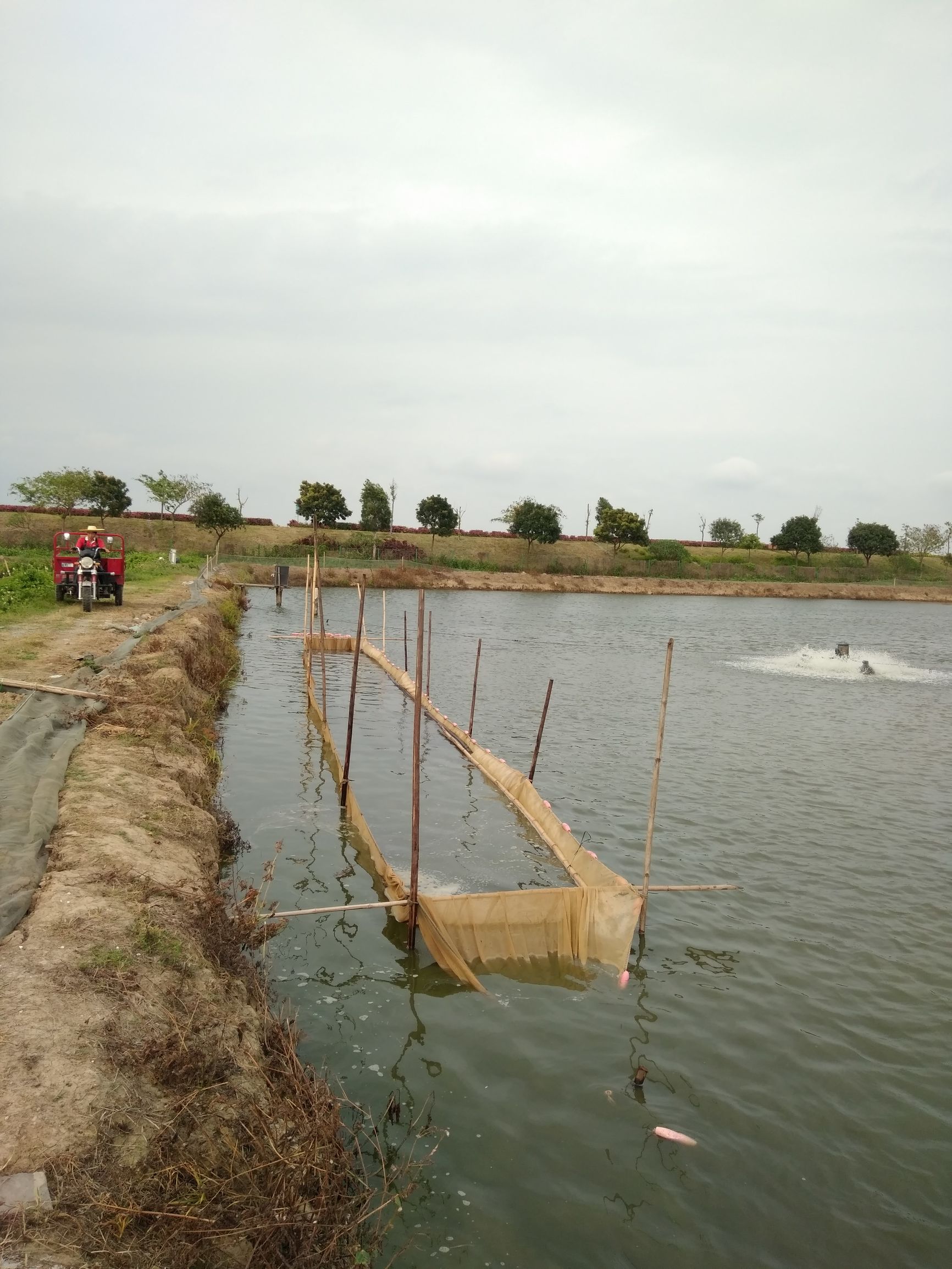 鲫鱼寄生虫防治,鱼苗感染车轮虫的症状